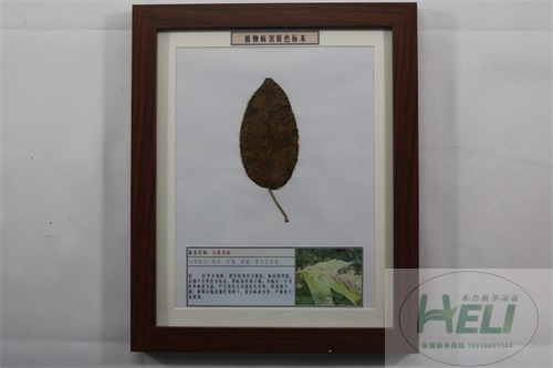 園林果樹(shù)病害原色教學(xué)標本-山楂銹病