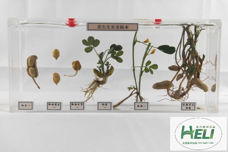 植物浸制標本 花生成長(cháng)史標本